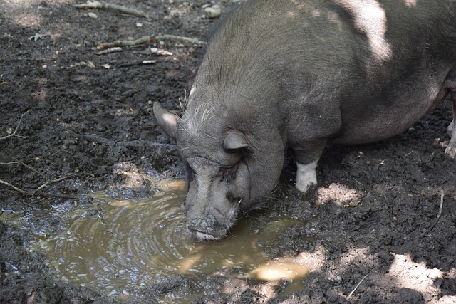 疑吸引了众 疑吸引了众